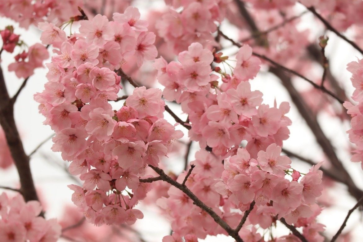 Comment cultiver et entretenir des cerisiers ?
