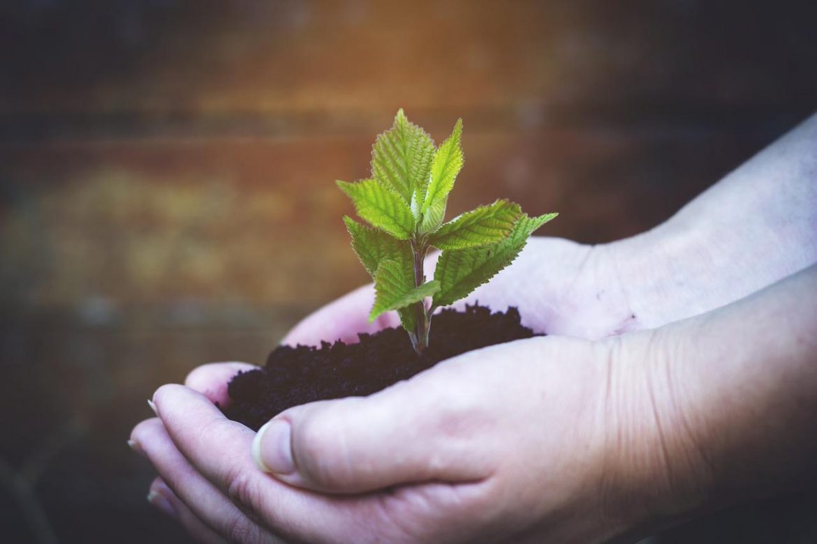 Comment planter des arbres et des arbustes ?